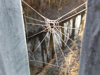 Spinnwebe beim Kanal